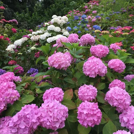 Chateau De Druon Bed & Breakfast