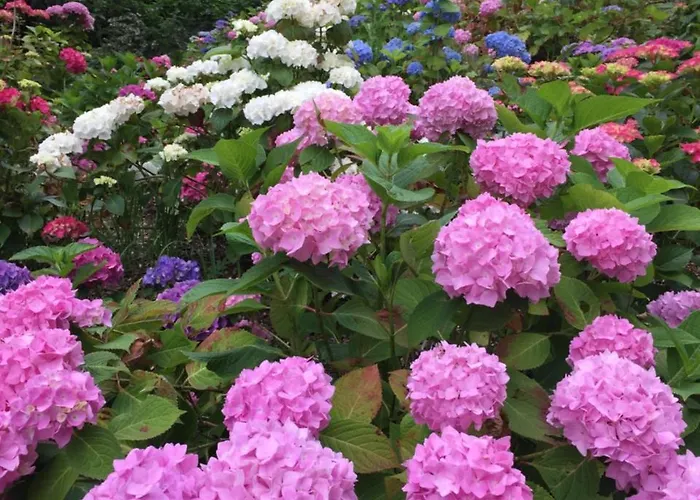 Chateau De Druon Bed & Breakfast